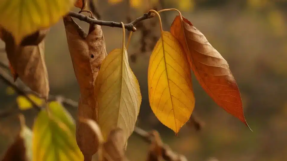 Fall Nature Photo Project